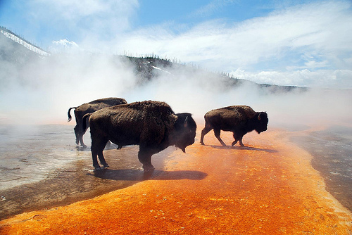 Bisons à Grand Prismatic Spring, Yellowstone (US)