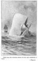Illustration ancienne du roman Moby Dick paru en 1851